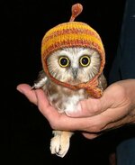 Wunschzettel von kleine Schneeeule
